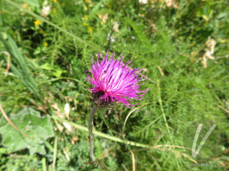 Gewöhnliche Berg-Distel: Übersicht